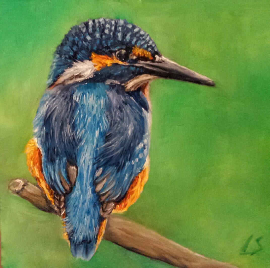 kingfisher