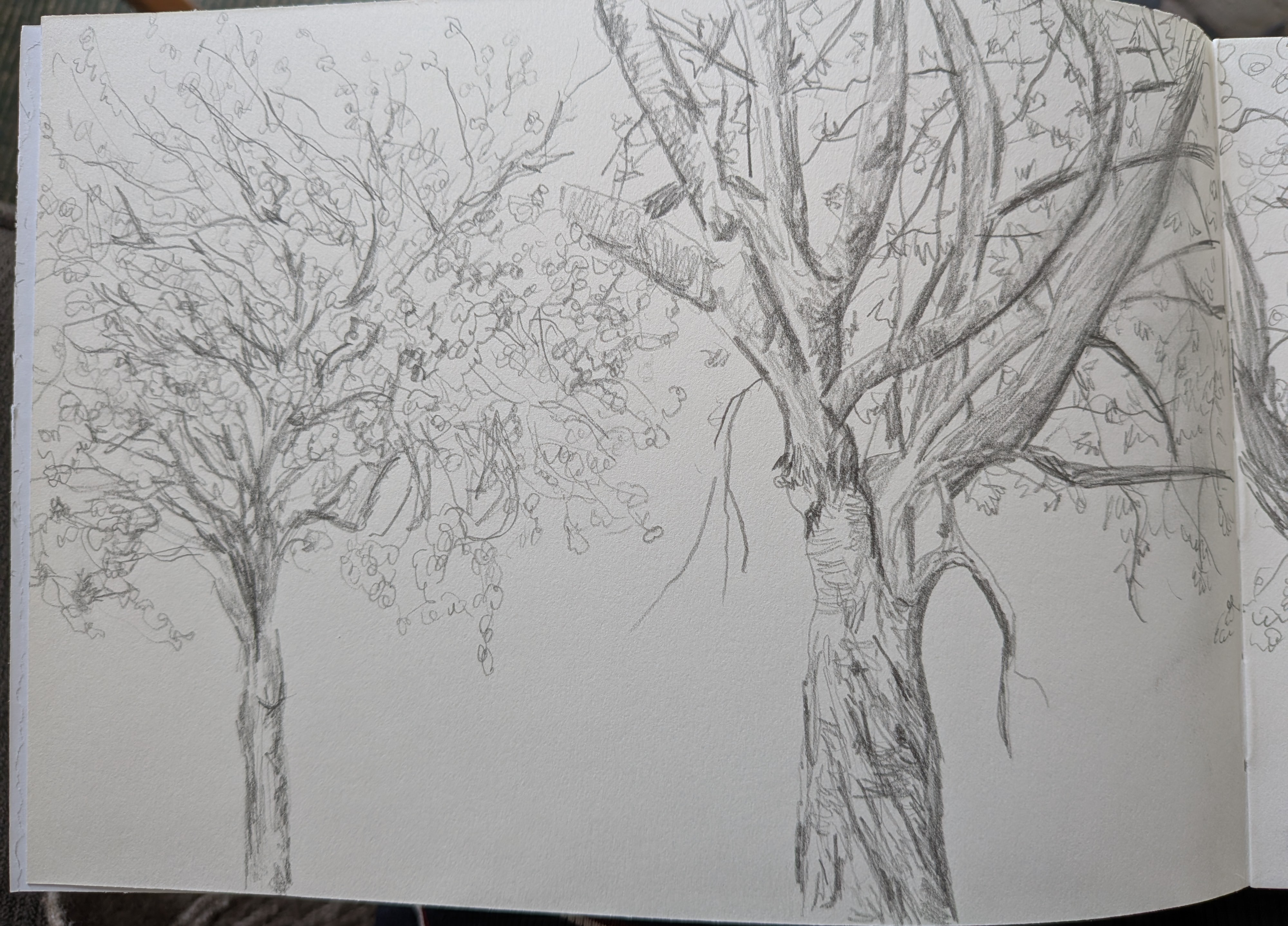 tree sketch